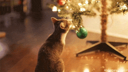 Funny Cats Destroying Christmas Trees – Eva