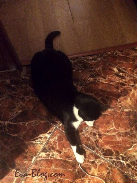 How much playtime does a cat need per day? Eva